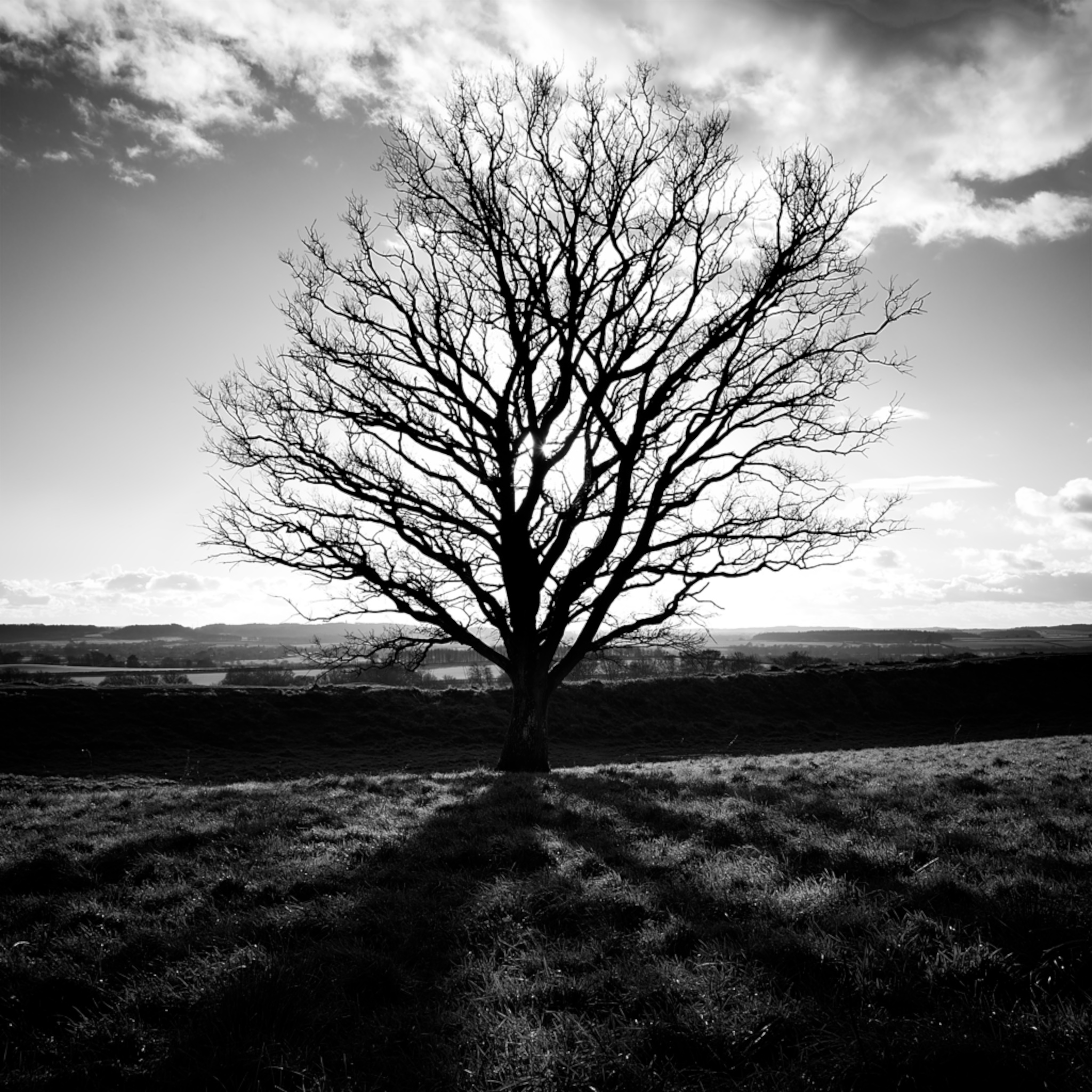 Backlit Tree- 365 Day 006